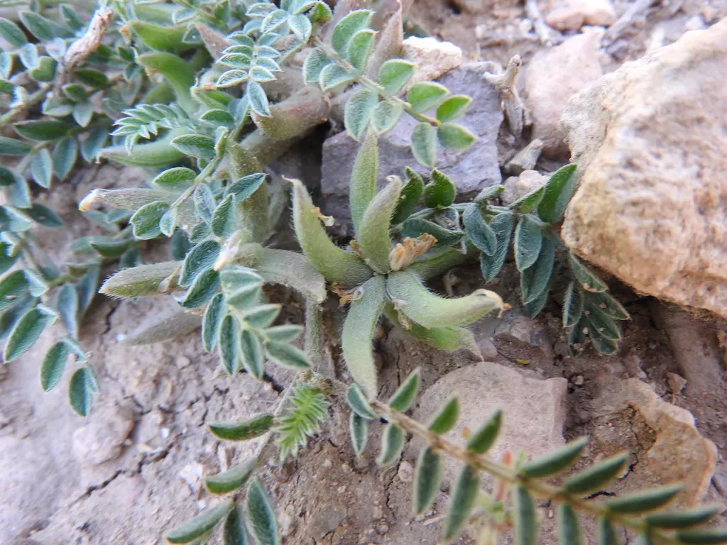 Astragalus Tribuloides