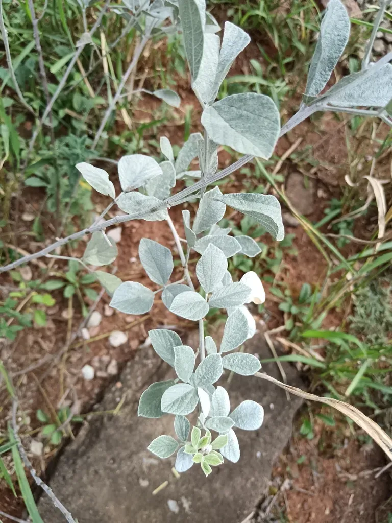 Rhynchosia Albissima