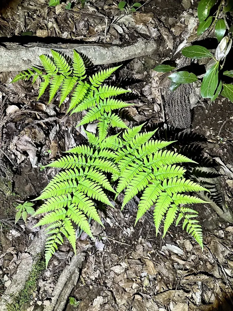 Leathery Wood Fern