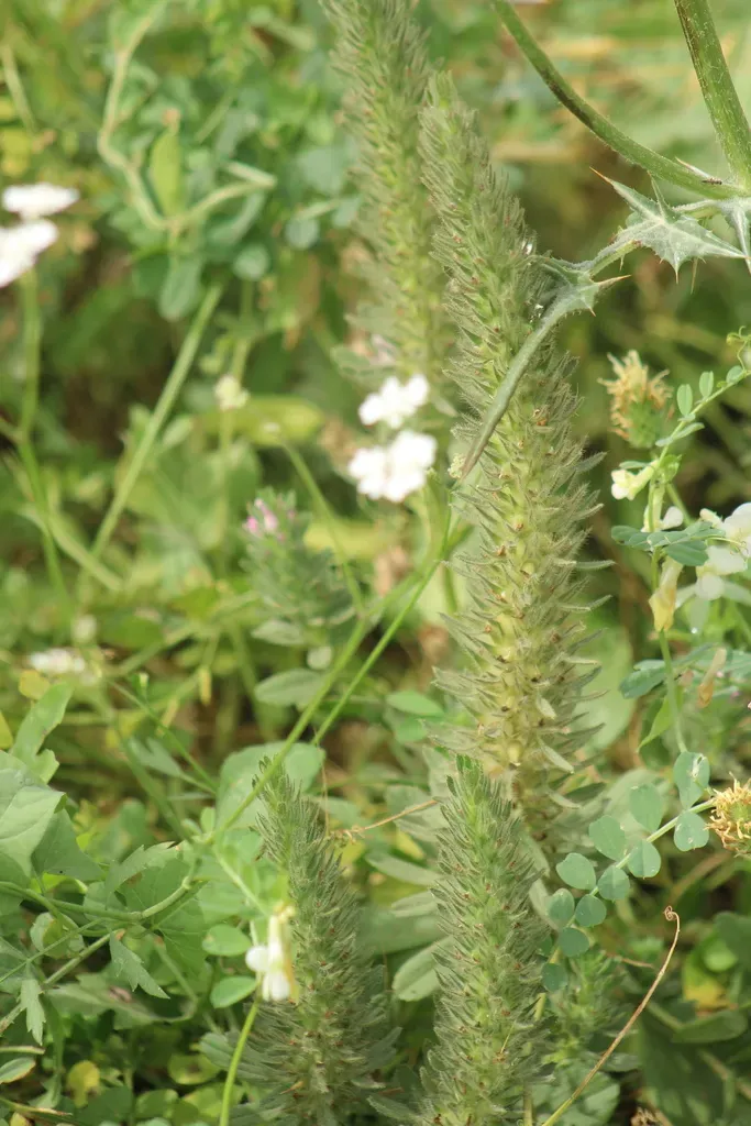 Salzmann's Restharrow