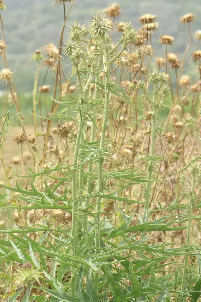 Syrian Wild Artichoke