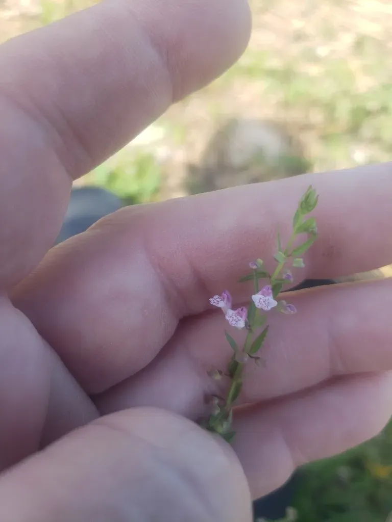 South American Skullcap