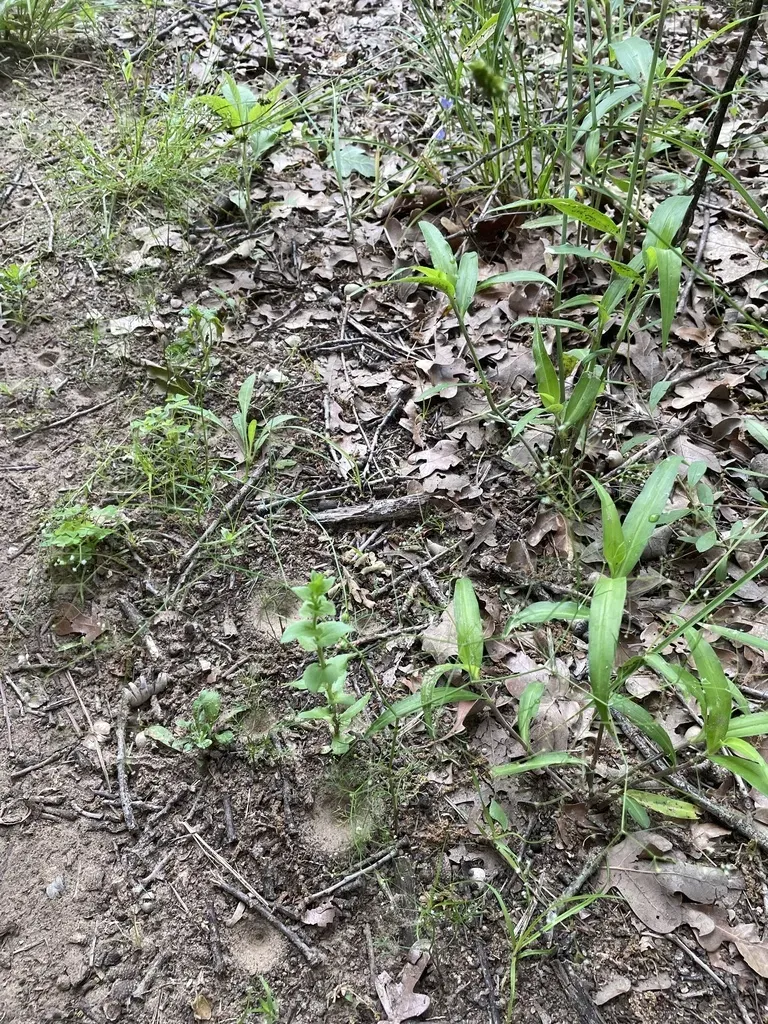 Rough-fruit Scaleseed