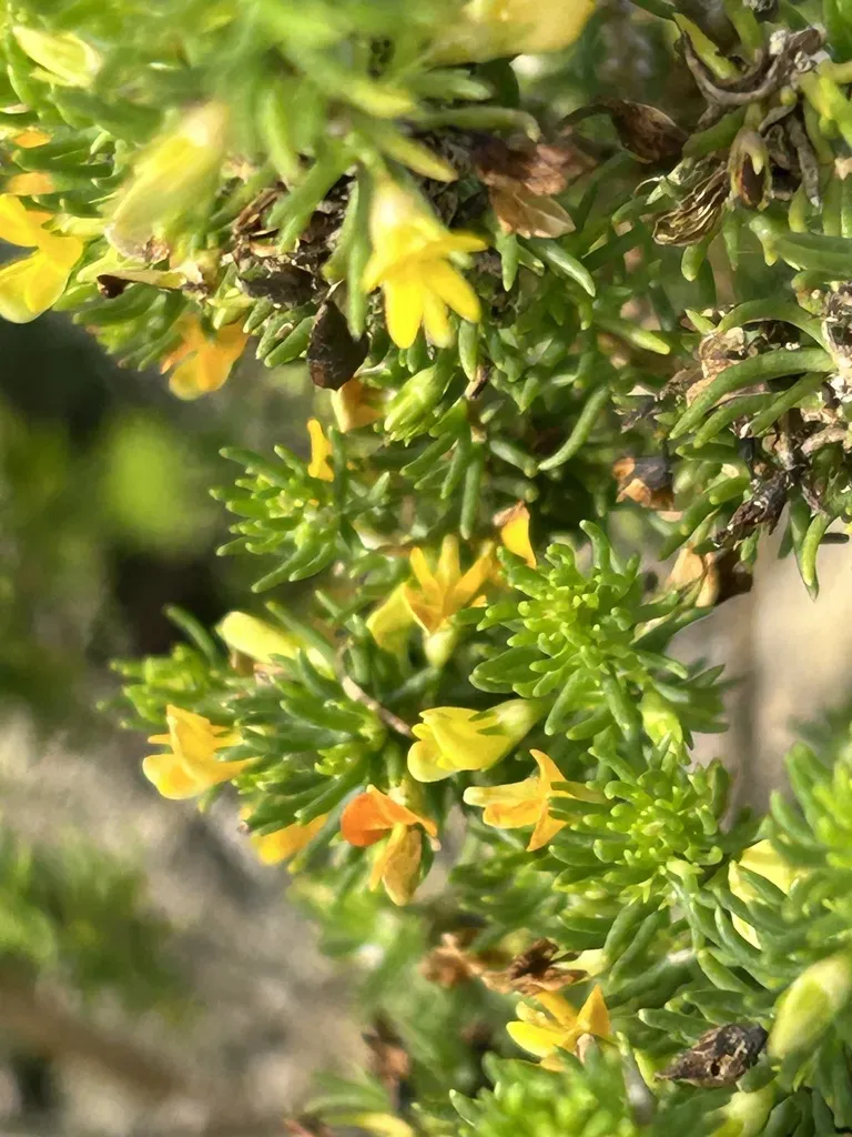 Aspalathus Sanguinea