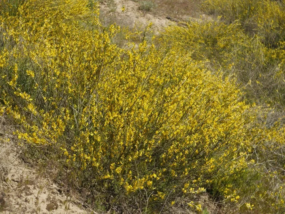 Chamaecytisus Borysthenicus