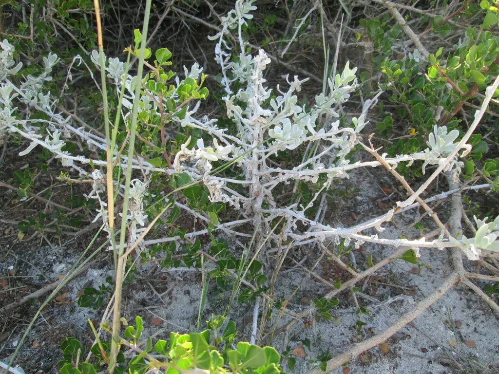 West Coast Everlasting