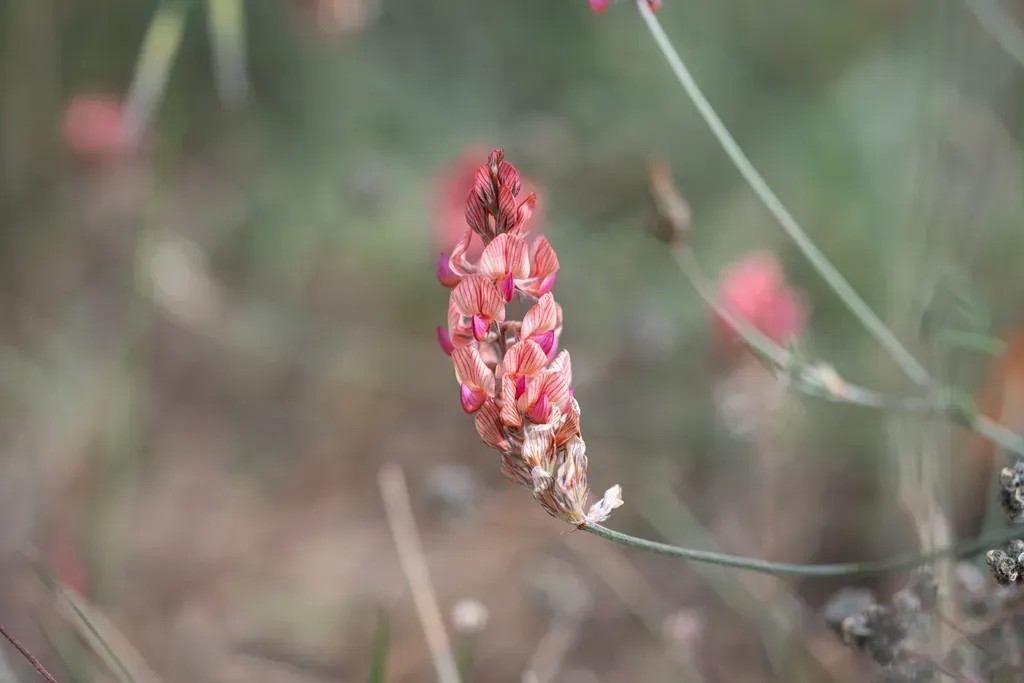 Slender Sainfoin