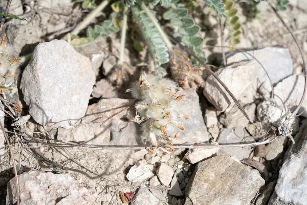 South Aegean Milkvetch