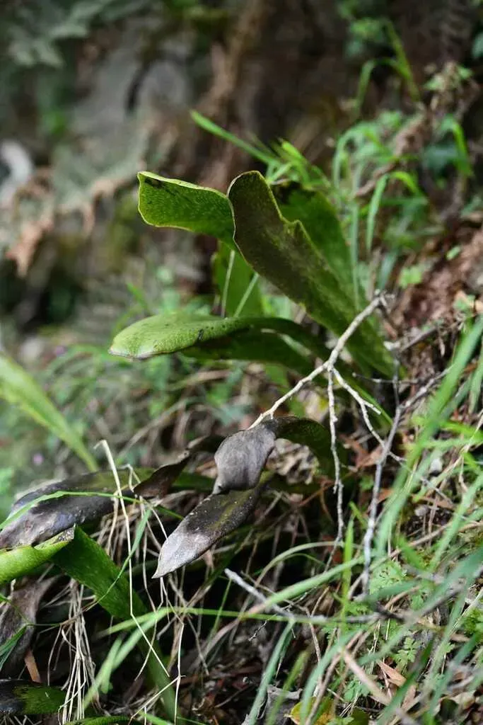 Antrophyopsis Boryana