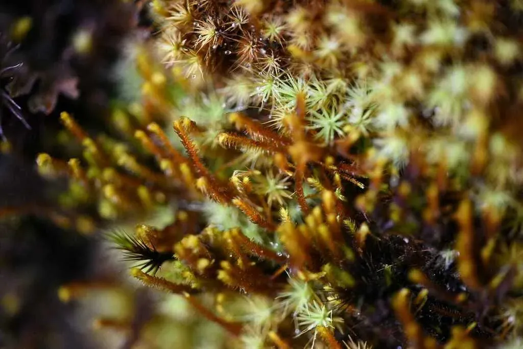 Pacific Scissor-leaved Liverwort