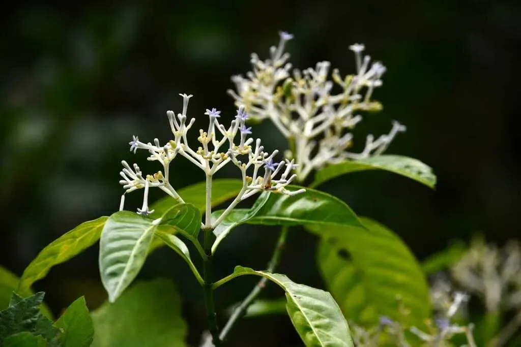 Chassalia Corallioides