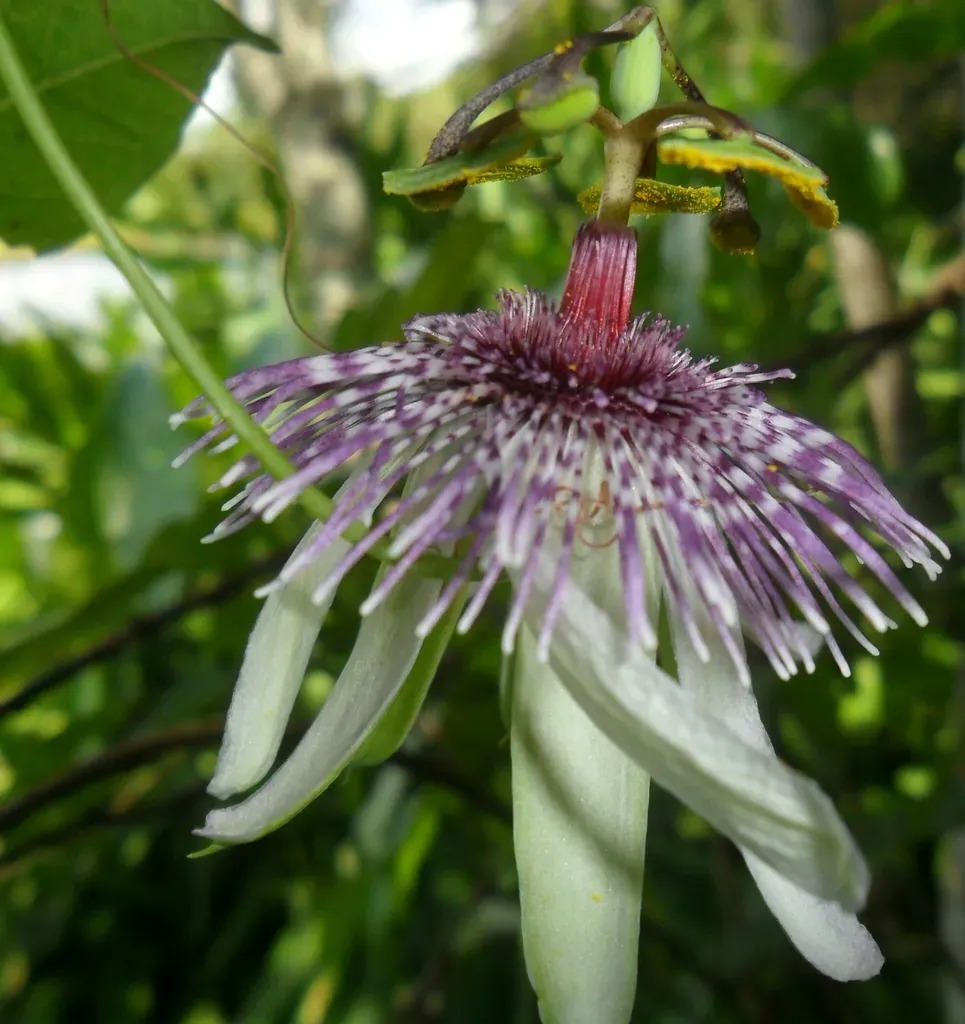 Passiflora Miersii