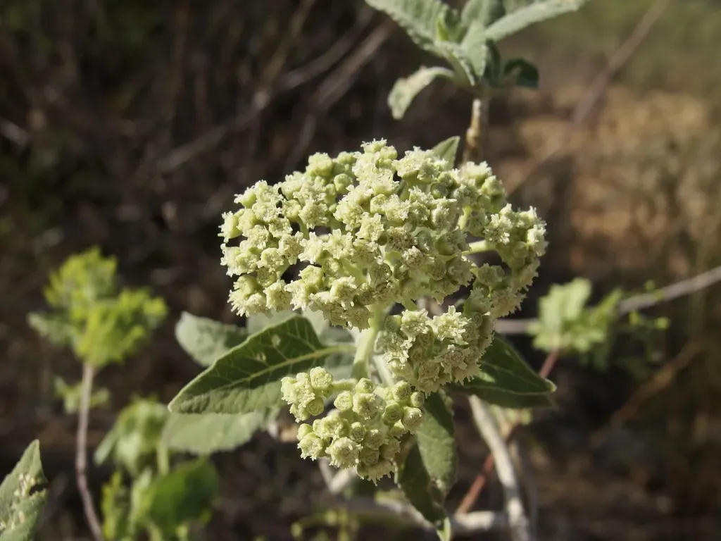 Parthenium Tomentosum
