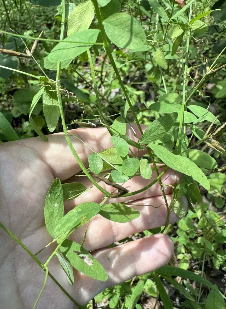 Florida Vetch