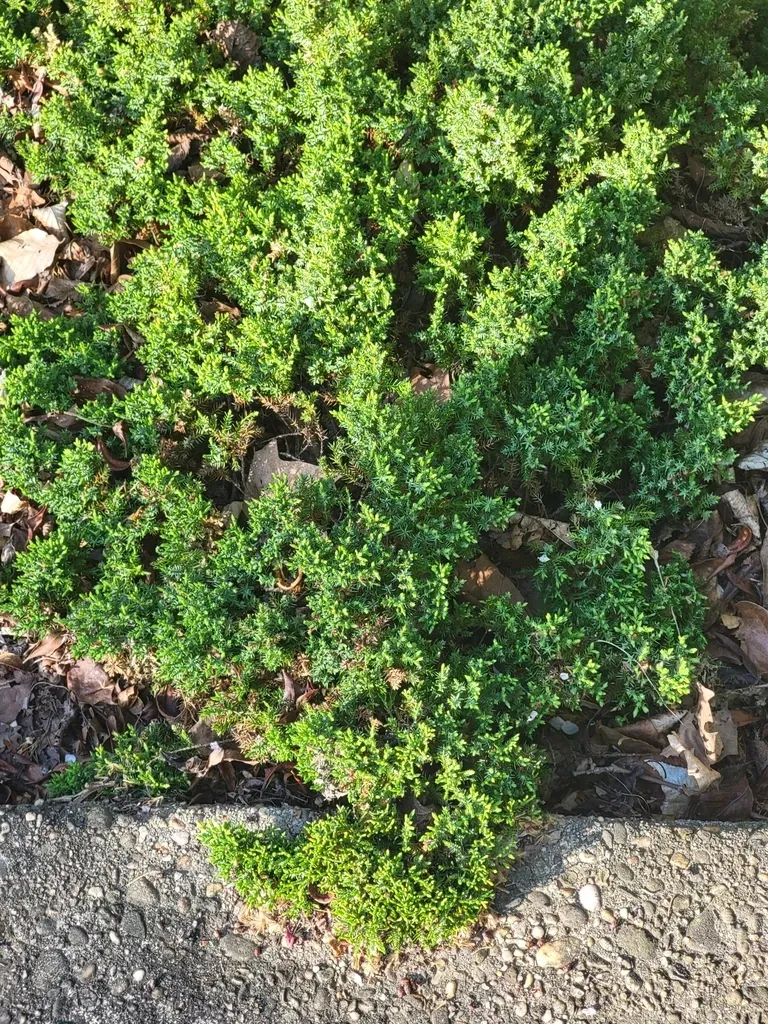 Japanese Garden Juniper