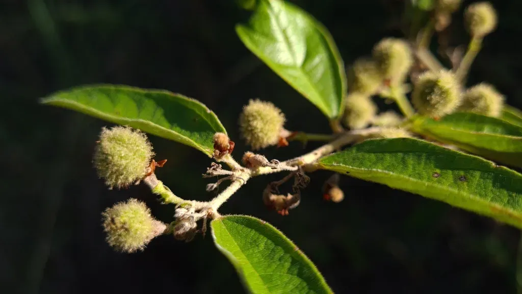 Helicteres Semiglabra