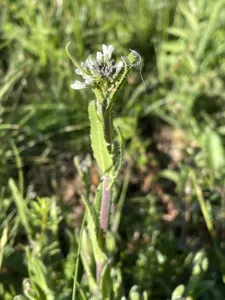 Hairy Rockcress