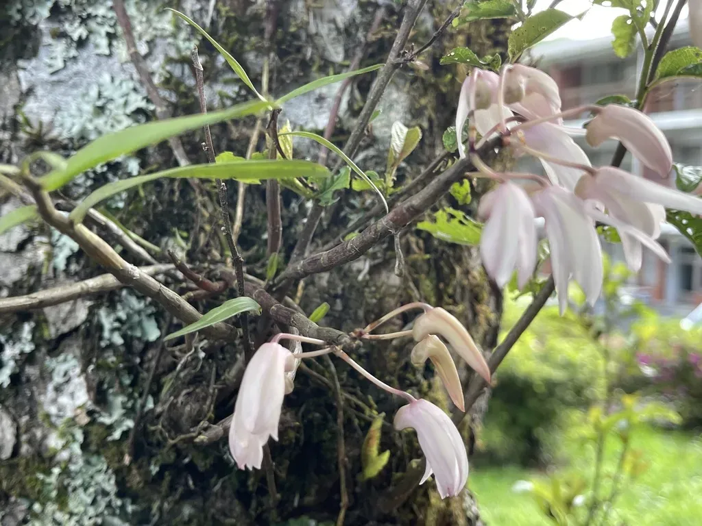 Japanese Stone Orchid