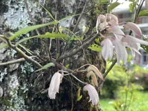 Japanese Stone Orchid