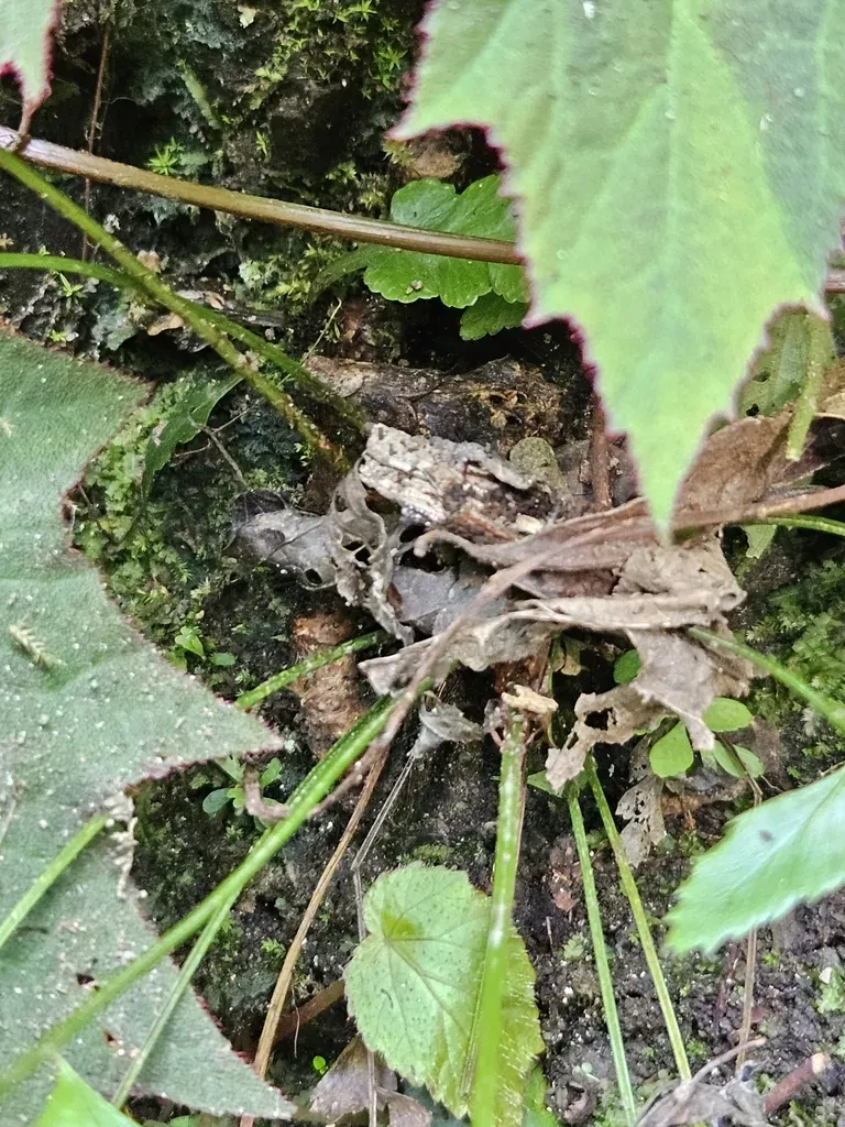 Polystichum Formosanum