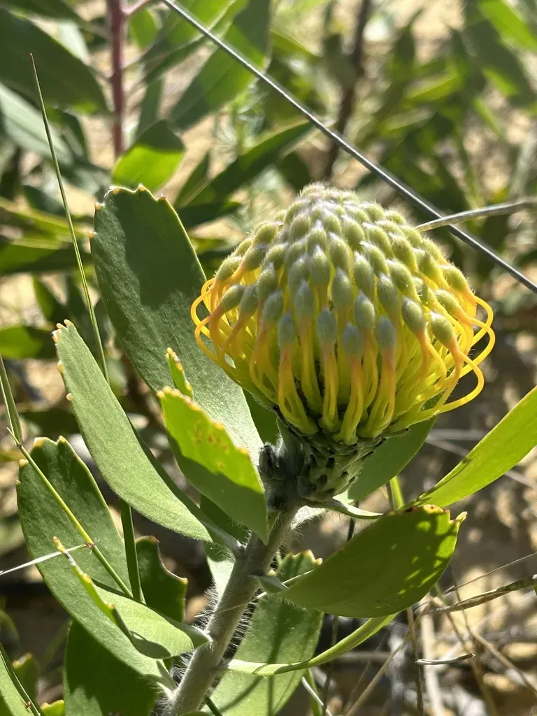 Mossel Bay Pincushion