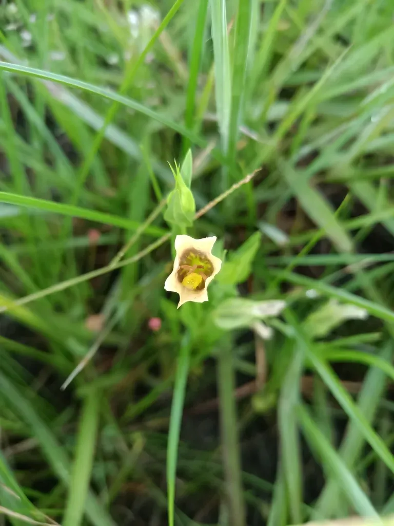 Schultesia Guianensis