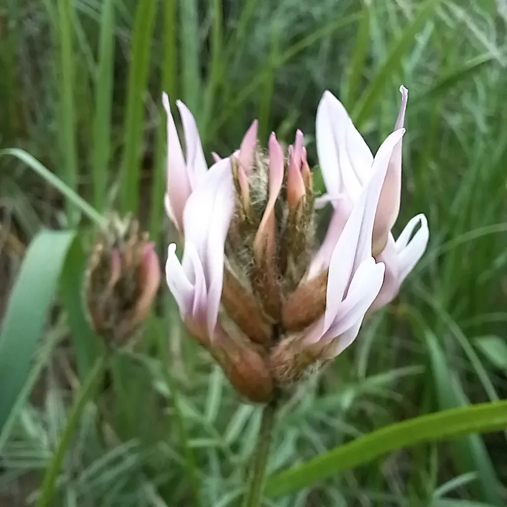 Astragalus Angustissimus