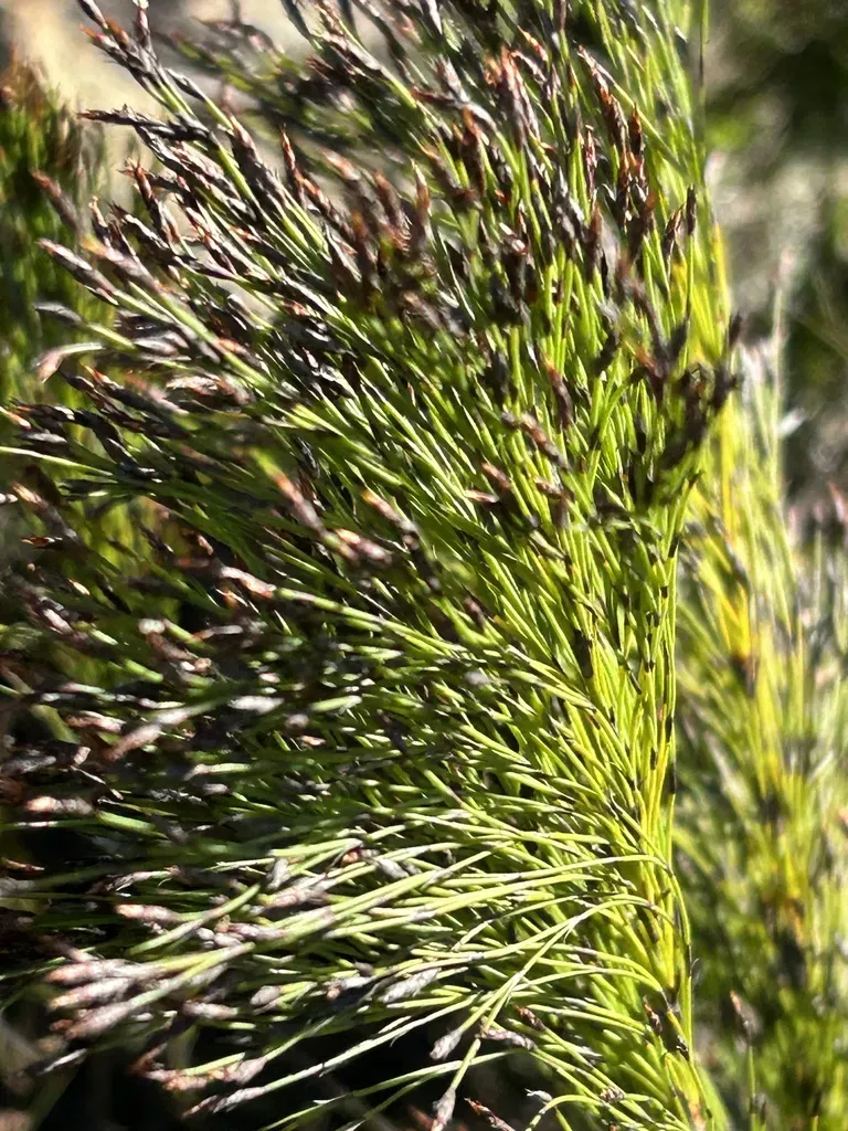 Whorl Pegreed