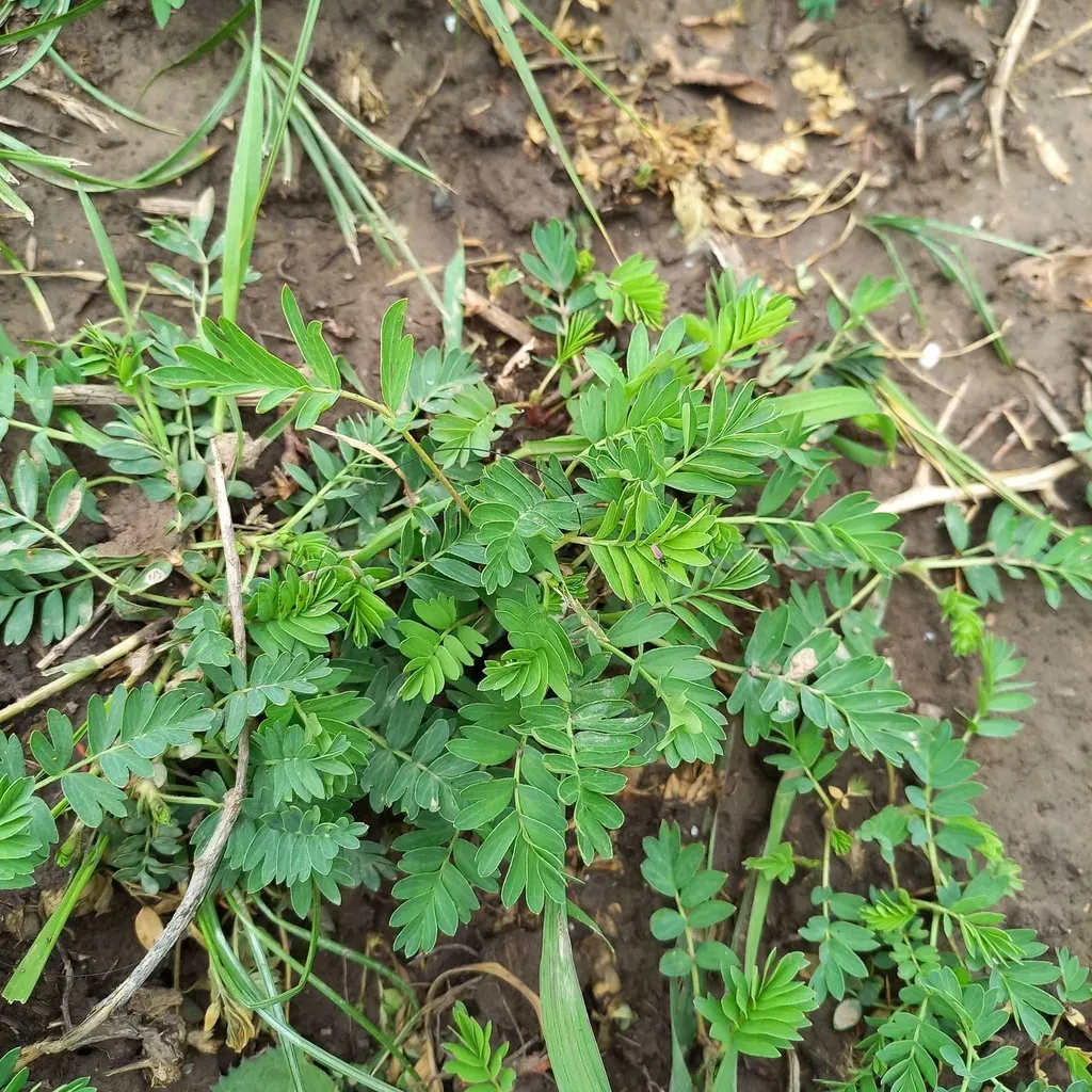 Sibbaldianthe Orientalis