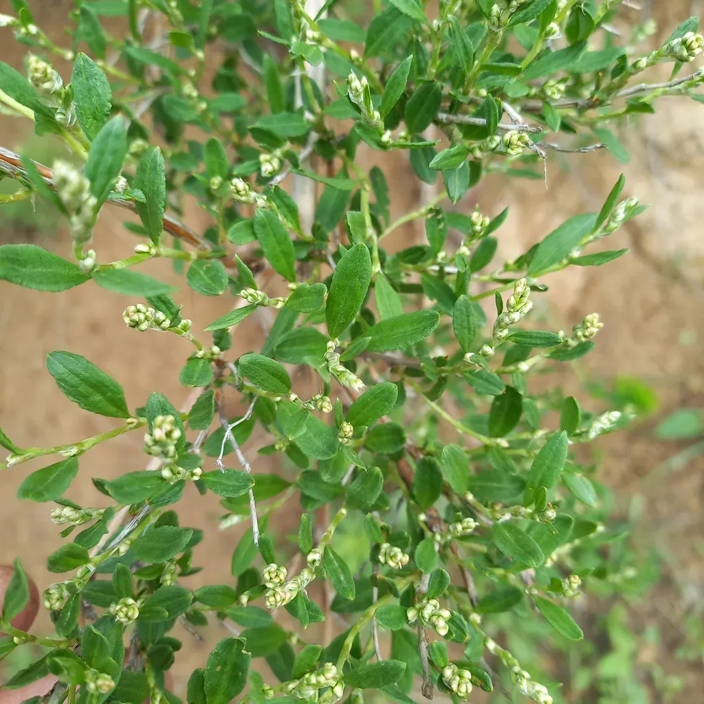 Atraphaxis Muschketowii