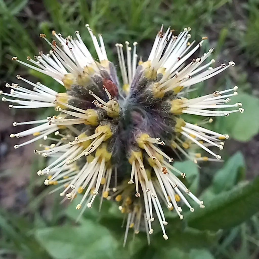 Solenanthus Circinnatus