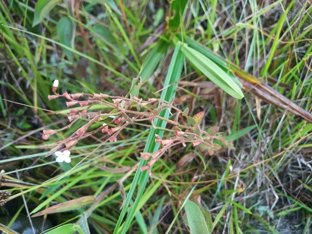 Appendicularia Thymifolia