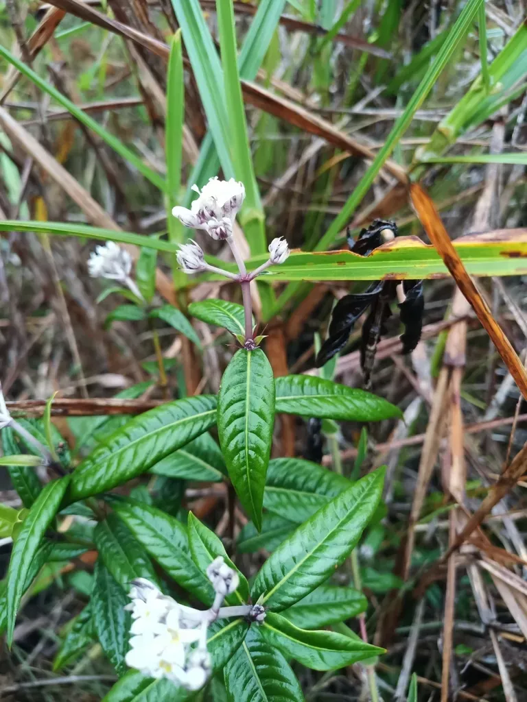 Palicourea Pseudinundata