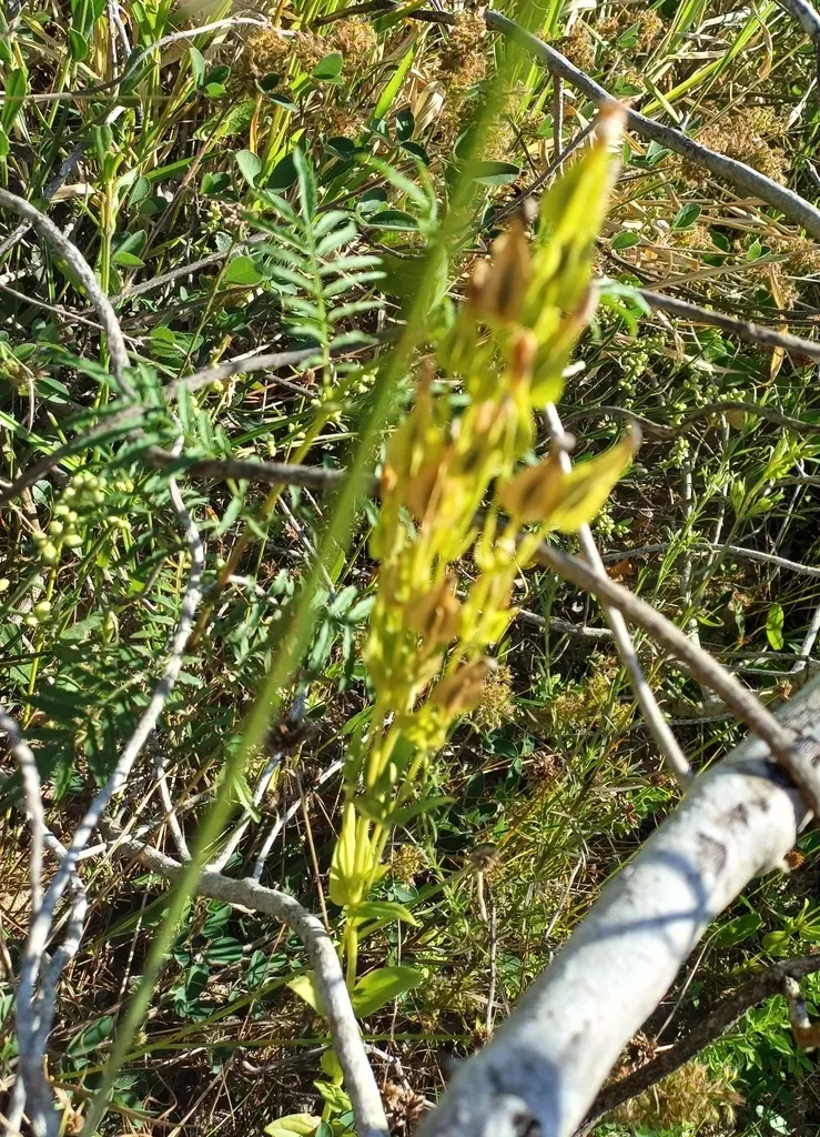 Schultesia Australis