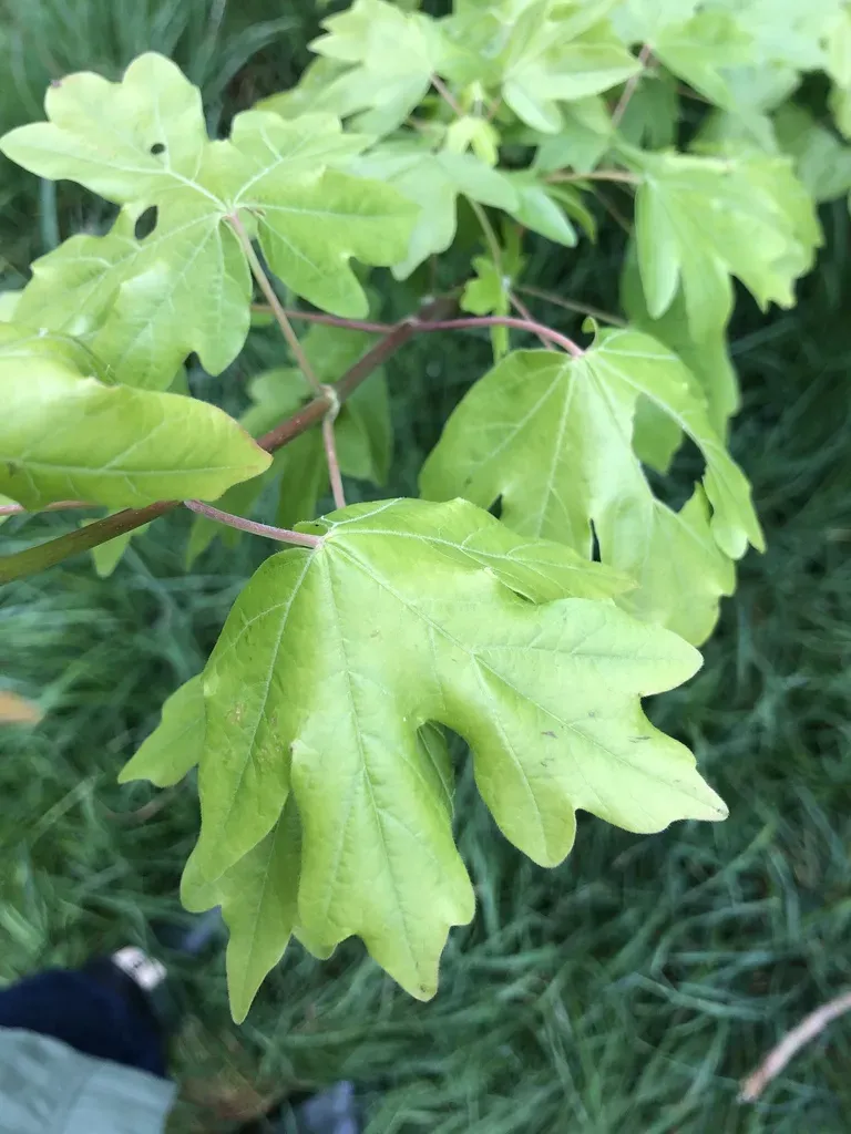 Field Maple