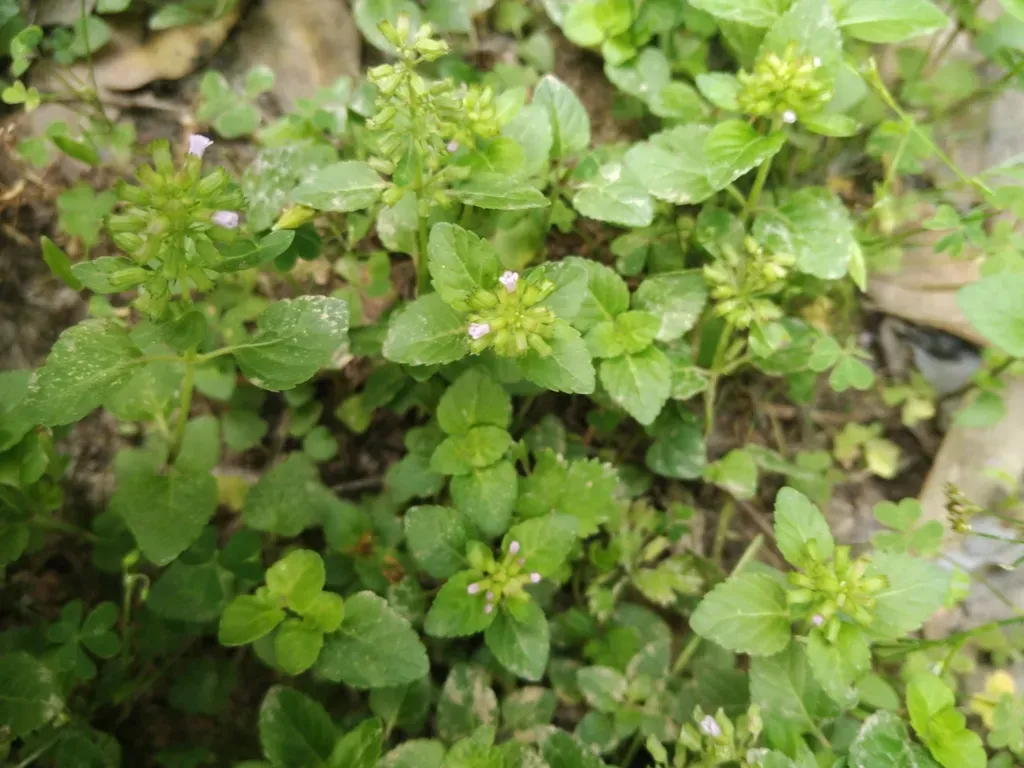 Slender Wild Basil