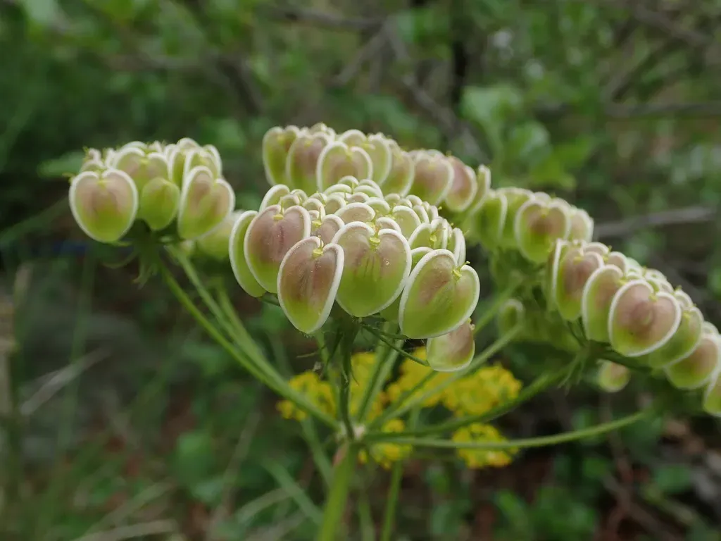Leiotulus Involucratus