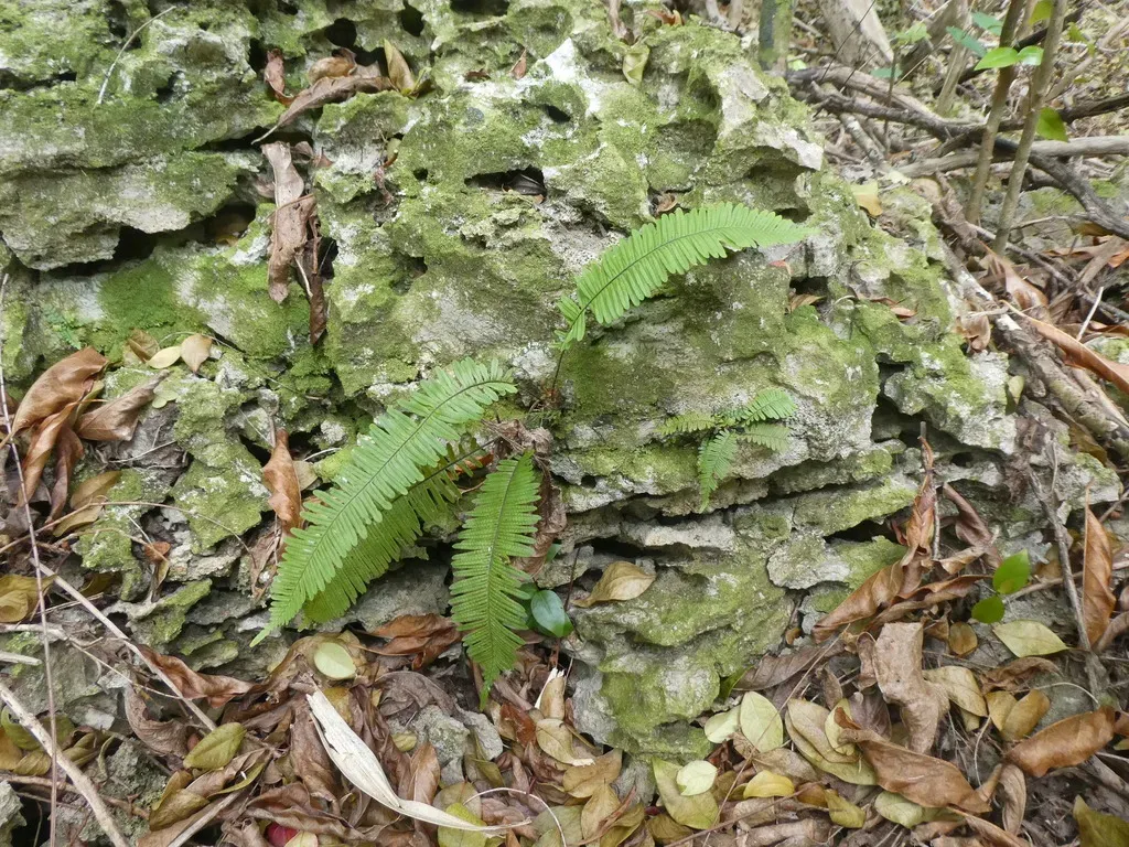 Plumed Rockcap Fern
