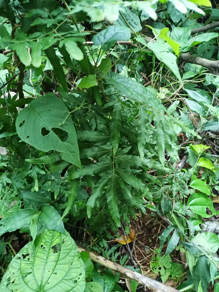 Monarch Climbing Fern
