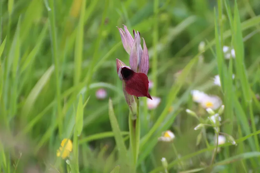 Heart-flowered Serapias