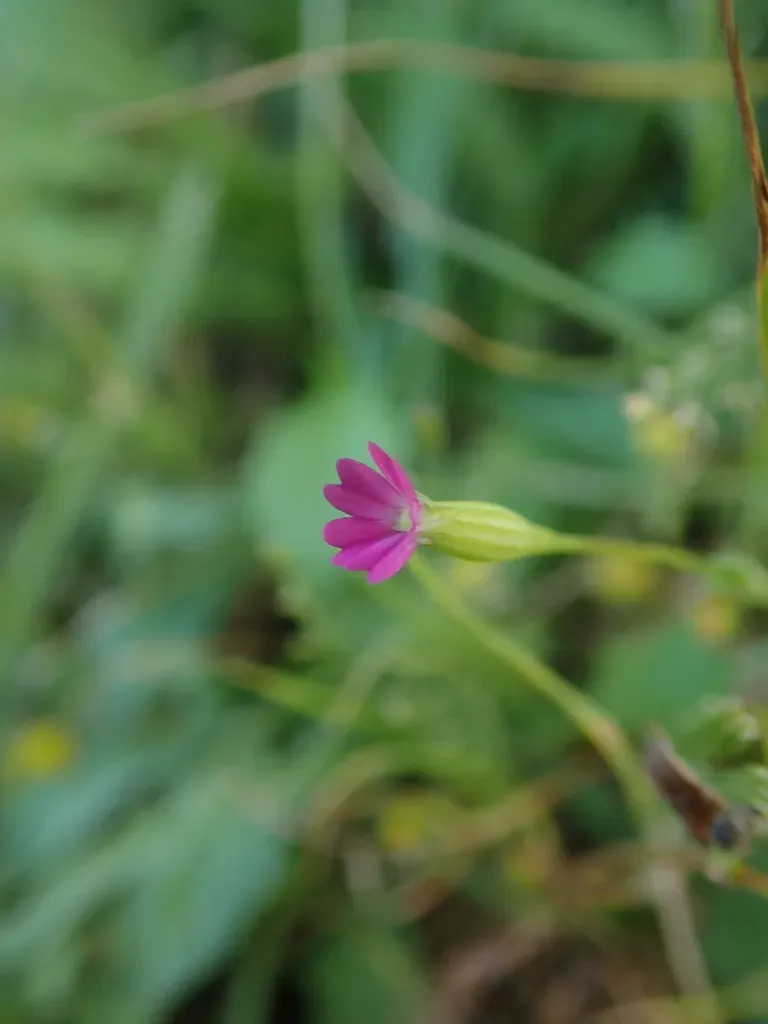Cretan Catchfly
