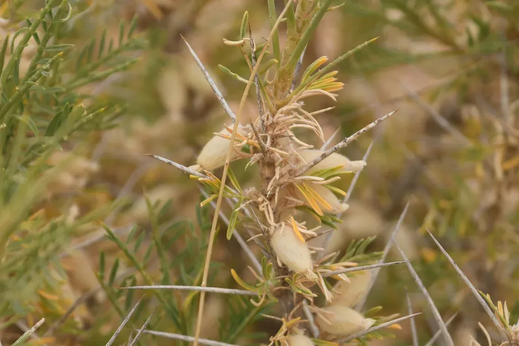 Astragalus Armatus