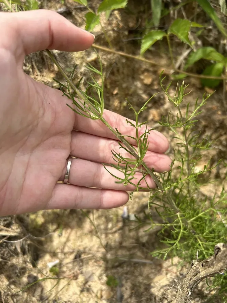 Dissected Beardtongue
