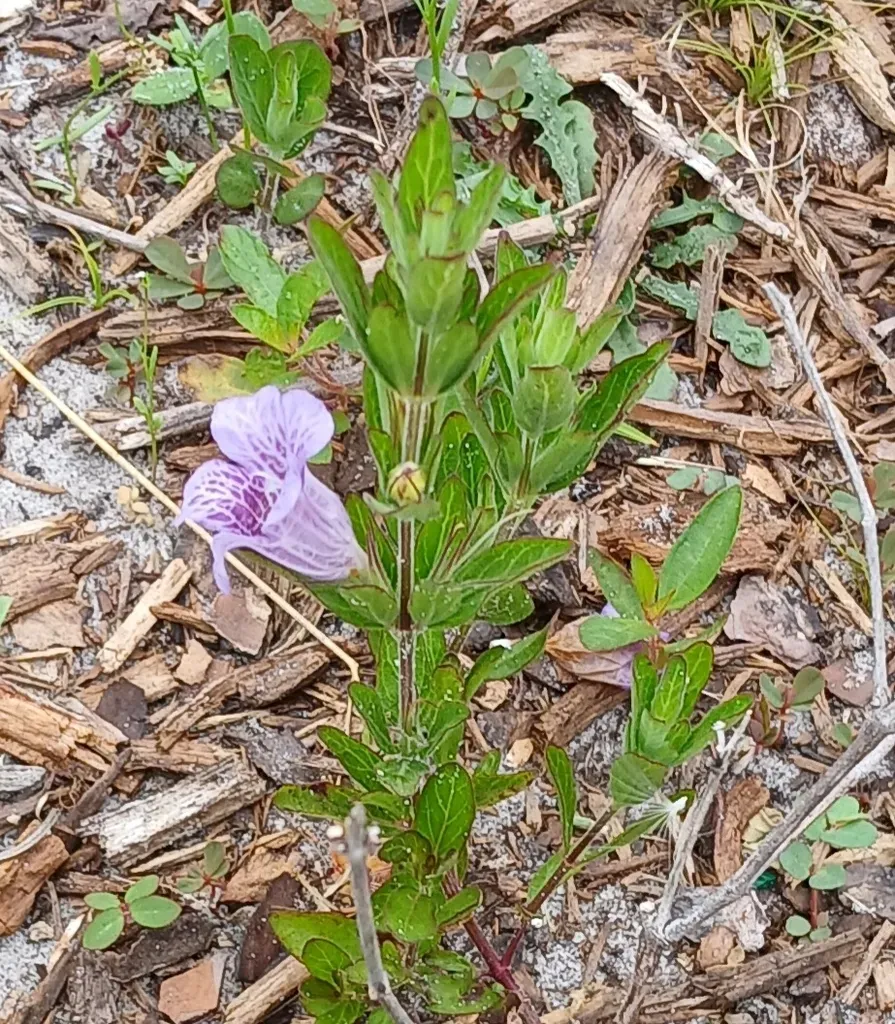 Oblongleaf Twinflower