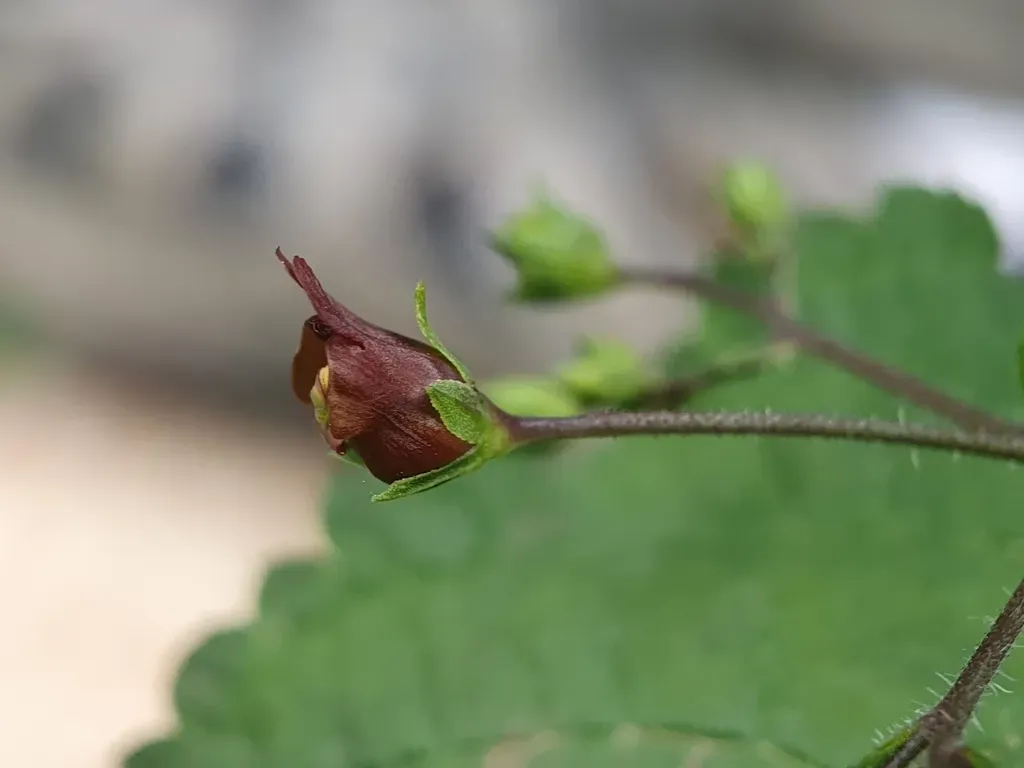 Scrophularia Tenuipes