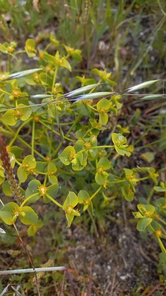 Euphorbia Matritensis