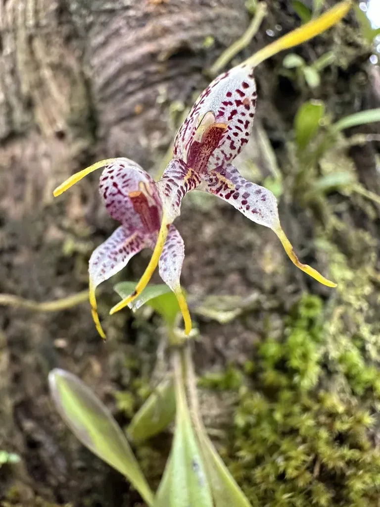 Enchanting Masdevallia
