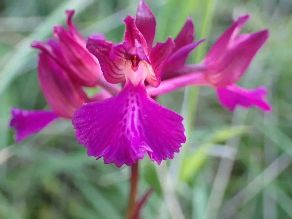 Anacamptis × Gennarii