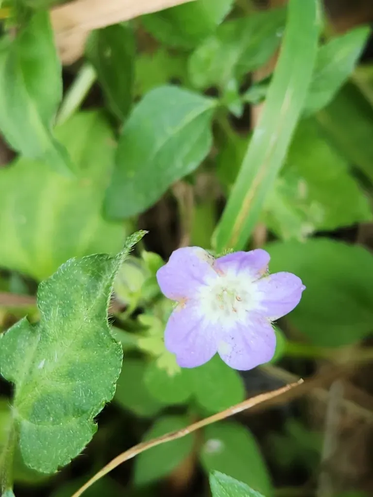 Texas Baby Blue Eyes