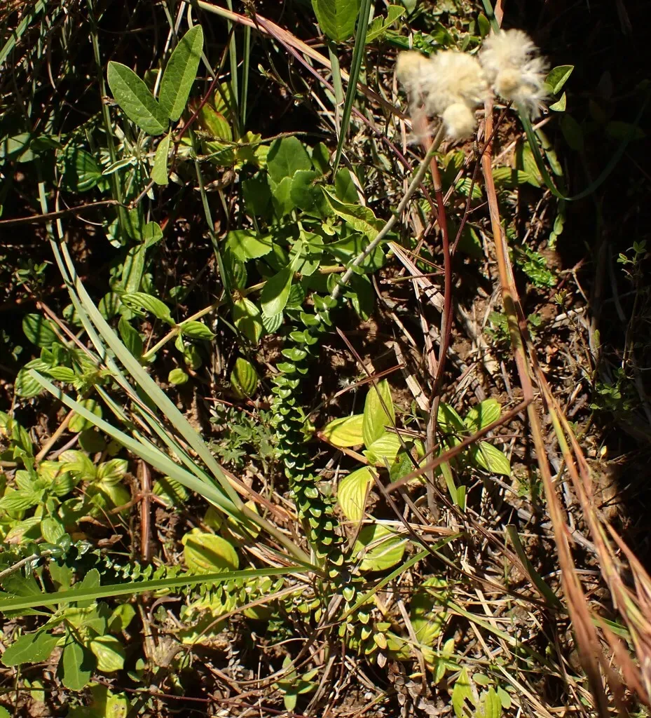 Baccharis Gnaphalioides